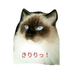 [LINEスタンプ] ひな＆すず