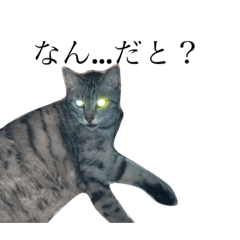[LINEスタンプ] ねこねこフォトスタンプ