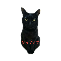 [LINEスタンプ] 黒ネコstamp