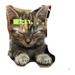 [LINEスタンプ] 家の猫のスタンプ 