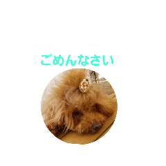 [LINEスタンプ] トイプードルメルの日常スタンプ2