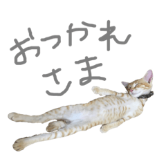 [LINEスタンプ] 大好きな家族達 