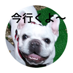 [LINEスタンプ] フレンチ花ちゃん！
