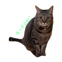 [LINEスタンプ] うちのねこ3