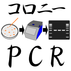 [LINEスタンプ] コロニー PCR法 スタンプの画像（メイン）