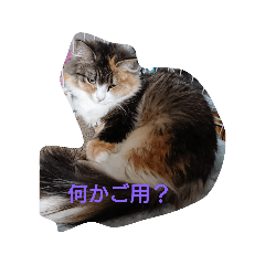 [LINEスタンプ] にゃんことハンモック