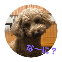 [LINEスタンプ] トイプー ゆうくん 