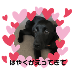 [LINEスタンプ] 黒ラブ❤️ラブリアン 