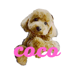 [LINEスタンプ] coco.w 