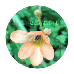 [LINEスタンプ] お花メッセージ   5 