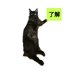 [LINEスタンプ] 黒の日常 