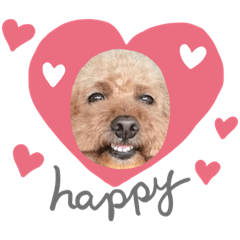 [LINEスタンプ] トイプードル☆毎日使えるシンプルスタンプ 