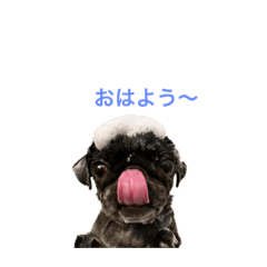 [LINEスタンプ] タナカさんちのcocoa 