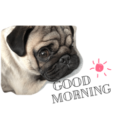 [LINEスタンプ] パグのアルちゃん2 