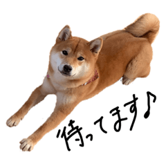 [LINEスタンプ] 柴犬・幸 Sachi 2 