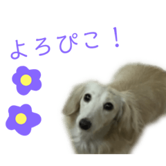 [LINEスタンプ] 可愛いもーちゃんのスタンプ！ 