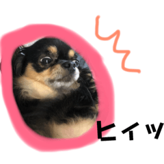 [LINEスタンプ] ちわわのまいにち2 