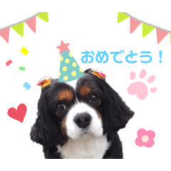 [LINEスタンプ] キャバリアのあずき