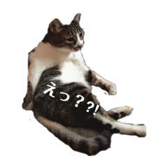 [LINEスタンプ] 春吉 Age.21 猫の日常 Ⅱ