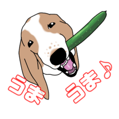 [LINEスタンプ] バセットハウンドのたんぽぽさん