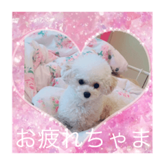 ♪トイプードルのリリーです♪4