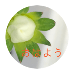 [LINEスタンプ] お花メッセージ   その2