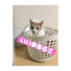 [LINEスタンプ] 毎日賑やか猫族