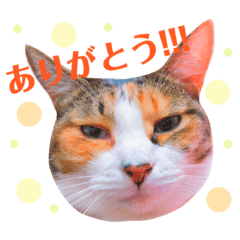 [LINEスタンプ] てぃらSTAMP