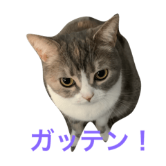 [LINEスタンプ] 可愛くて楽しい4匹の猫 8