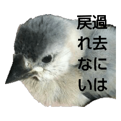 [LINEスタンプ] 小僧文鳥2