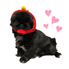 [LINEスタンプ] ペキニーズのきんちゃん