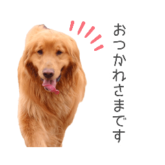 [LINEスタンプ] ゴールデンレトリバー！