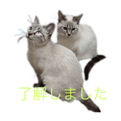 [LINEスタンプ] うちの猫8