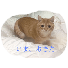 [LINEスタンプ] ミヌエットのロイ3