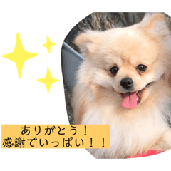 [LINEスタンプ] ポメラニアン はーこ先生と優人 第2弾