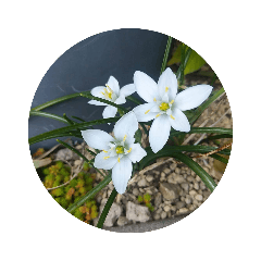 [LINEスタンプ] かわいい花・植物 pretty flowers , plants