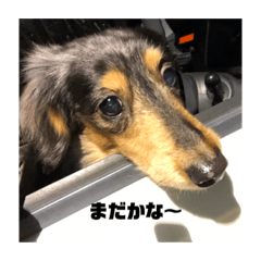 [LINEスタンプ] ぴょんスタンプ3
