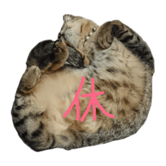 [LINEスタンプ] うちの猫7