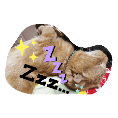 [LINEスタンプ] 琥珀の日々