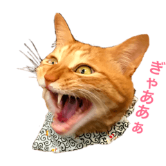 [LINEスタンプ] kinaco＆mame Vol.1