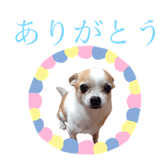 [LINEスタンプ] チワワ、時々ネコ