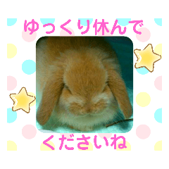 [LINEスタンプ] うさぎさんととチンチラさん