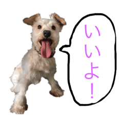 [LINEスタンプ] ホワイトミニチュアシュナウザー3