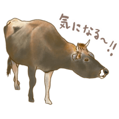 [LINEスタンプ] 薫る野牧場のジャージー牛さん達！の画像（メイン）