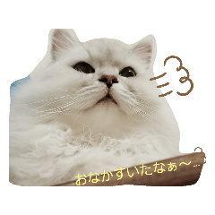 [LINEスタンプ] ペルシャのぶひ丸君