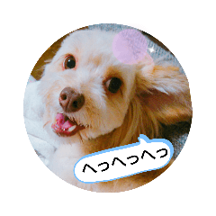 [LINEスタンプ] ぽめぷーココちゃん2の画像（メイン）