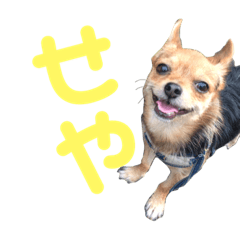 [LINEスタンプ] あたちのmix犬4