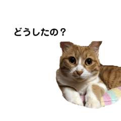[LINEスタンプ] きなこの成長スタンプ 2