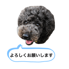 [LINEスタンプ] アフロだ！Noir
