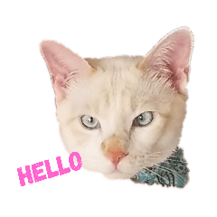 [LINEスタンプ] 猫の玄之助②